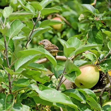 Falkenhagen Mit Garten Pachthof